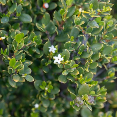 Alyxia buxifolia, photographed by Kym Nicolson
