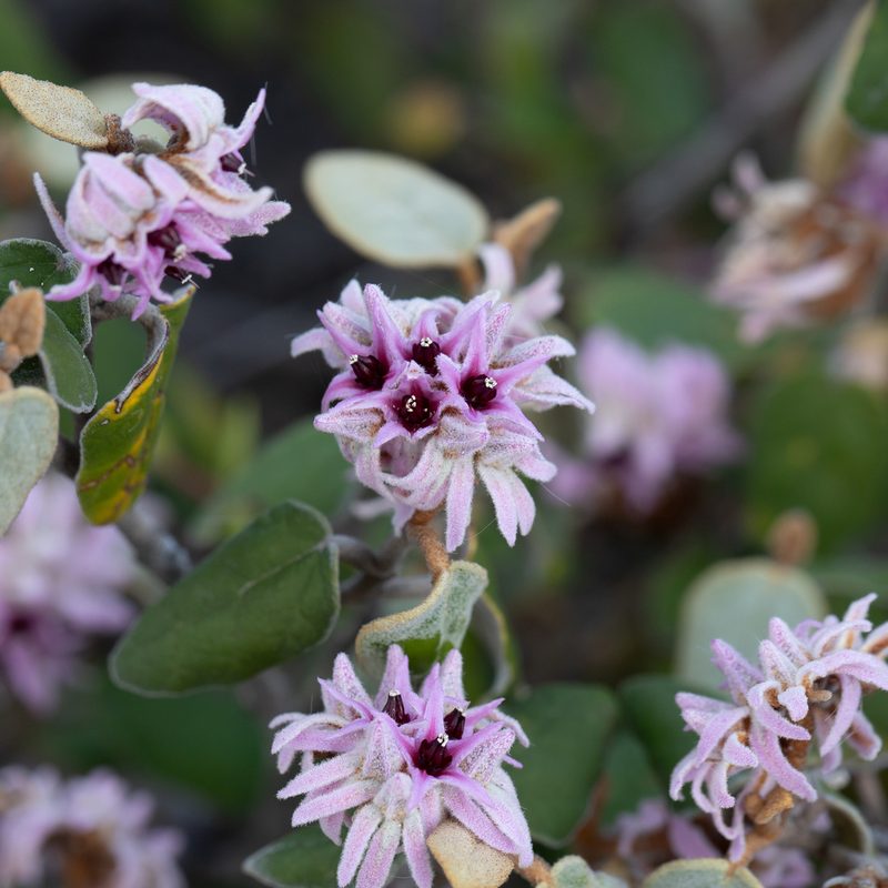Lasiopetalum discolor, photographed by Kym Nicolson