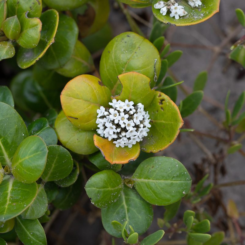 Logania crassifolia, photographed by Kym Nicolson