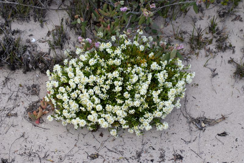 Stackhousia spathulata, photographed by Kym Nicolson