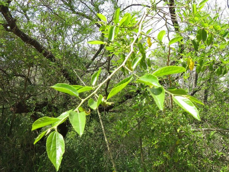 Celtis spinosa, photographed by Ezequiel Vera