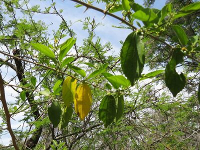 Celtis spinosa, photographed by Ezequiel Vera