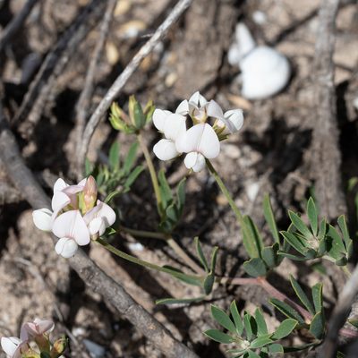 Lotus australis, photographed by Kym Nicolson