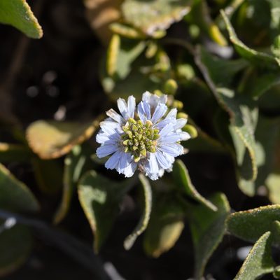 Scaevola crassifolia, photographed by Kym Nicolson