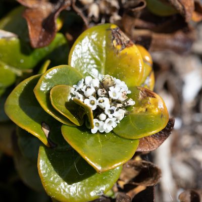 Logania crassifolia, photographed by Kym Nicolson