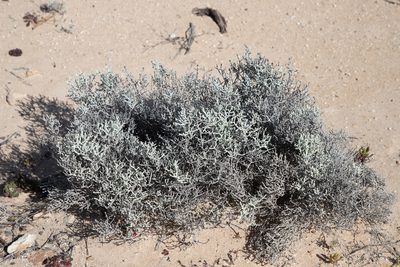 Leucophyta brownii, photographed by Kym Nicolson