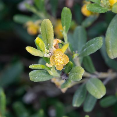 Beyeria leschenaultii, photographed by Kym Nicolson
