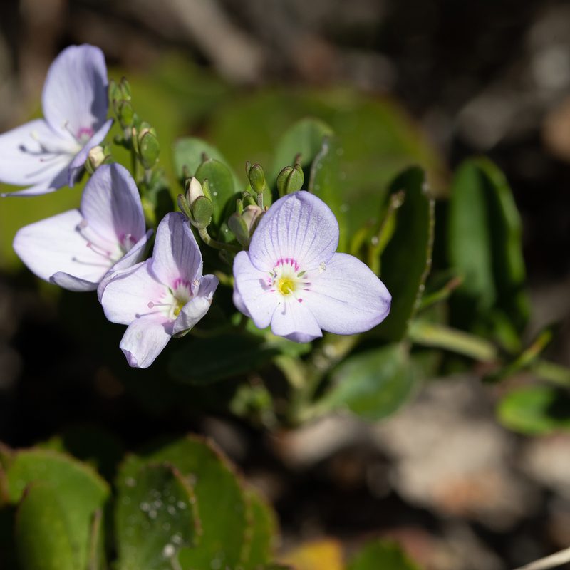 Veronica hillebrandii, photographed by Kym Nicolson