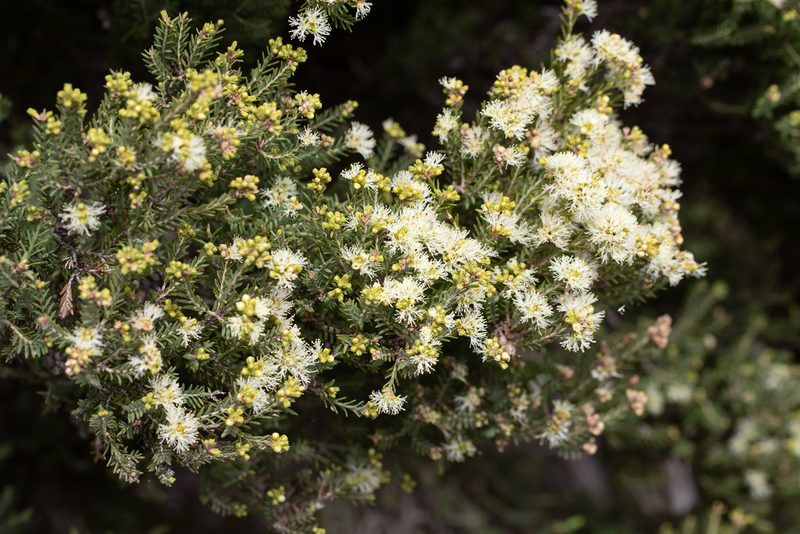Melaleuca halmaturorum, photographed by Kym Nicolson