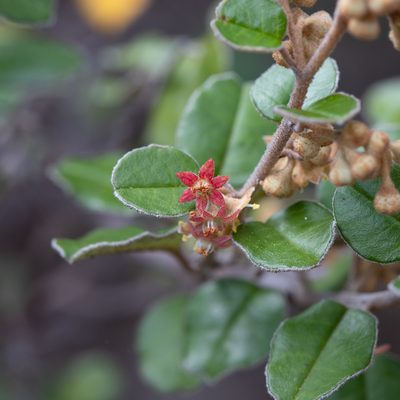 Pomaderris paniculosa, photographed by Kym Nicolson
