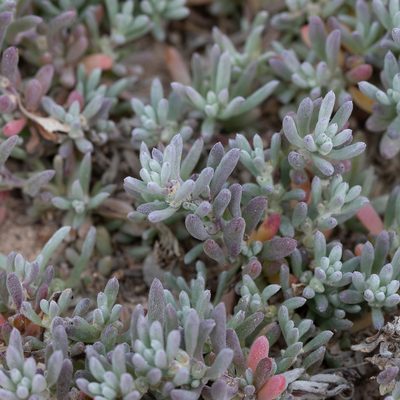 Sclerolaena uniflora, photographed by Kym Nicolson