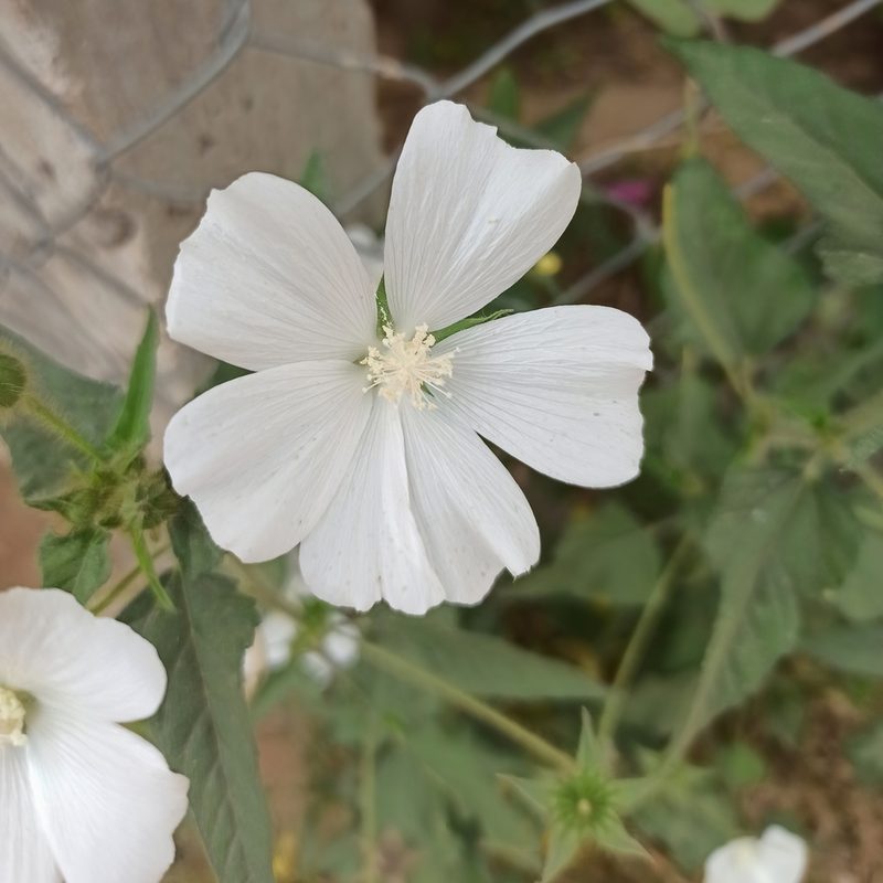 Anoda albiflora, photographed by Juan Carlos Fonseca Mata