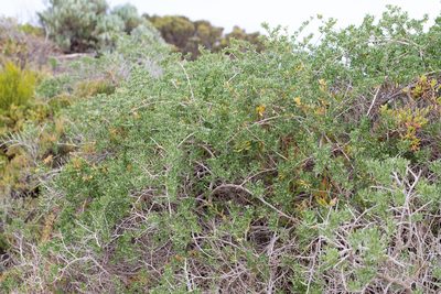 Nitraria billardierei, photographed by Kym Nicolson