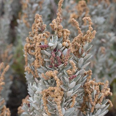Atriplex cinerea, photographed by Kym Nicolson
