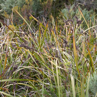 Lepidosperma gladiatum, photographed by Kym Nicolson