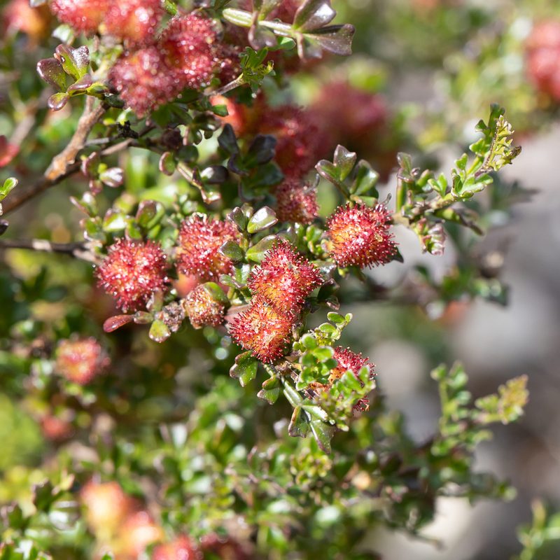 Dodonaea humilis, photographed by Kym Nicolson
