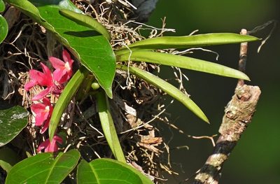 Rodriguezia lanceolata, photographed by Sidnei Dantas