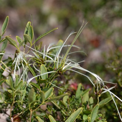 Clematis microphylla, photographed by Kym Nicolson