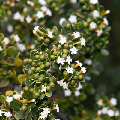 Alyxia buxifolia, photographed by Kym Nicolson