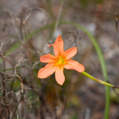 Moraea flaccida, photographed by Kym Nicolson