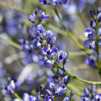Comesperma volubile, photographed by Kym Nicolson