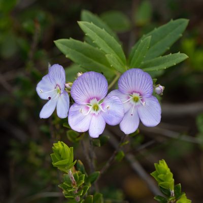 Veronica hillebrandii, photographed by Kym Nicolson