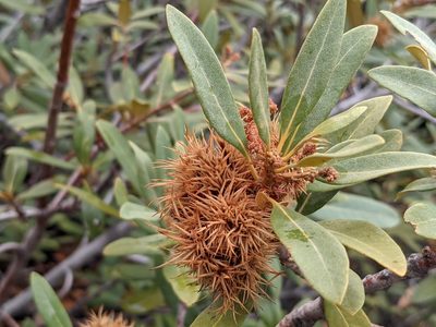 Chrysolepis sempervirens, photographed by Zoltán Stekkelpak
