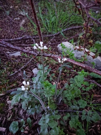 Cardamine glacialis, photographed by María Regina Silva