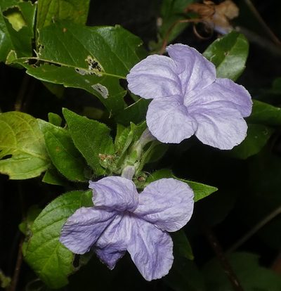 Ruellia bahiensis, photographed by Helio Lourencini