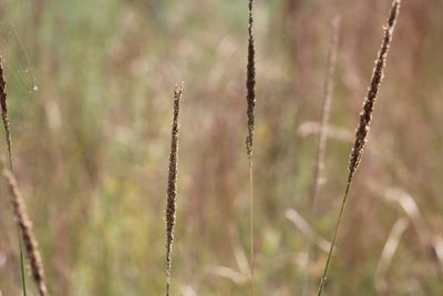 Tridens strictus, photographed by Mimi Posey