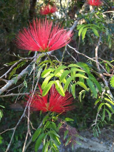 Calliandra tweediei, photographed by Carol Fontes