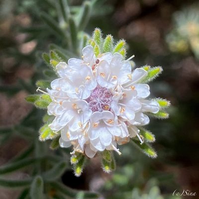 Westringia discipulorum, photographed by Ursina Gringer