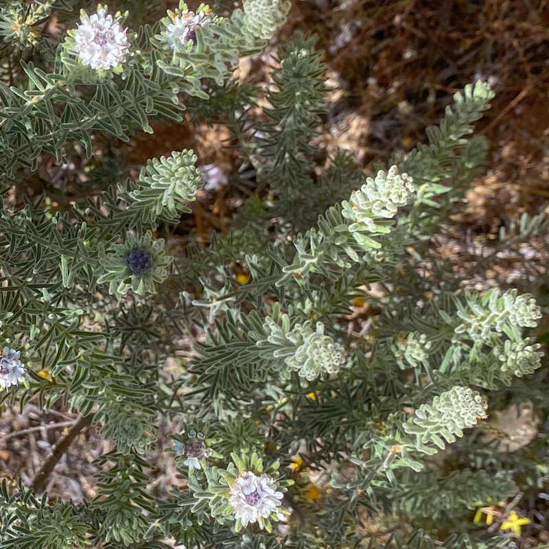 Westringia discipulorum, photographed by Ursina Gringer