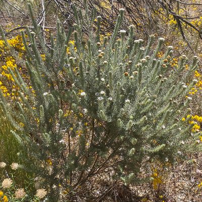 Westringia discipulorum, photographed by Ursina Gringer