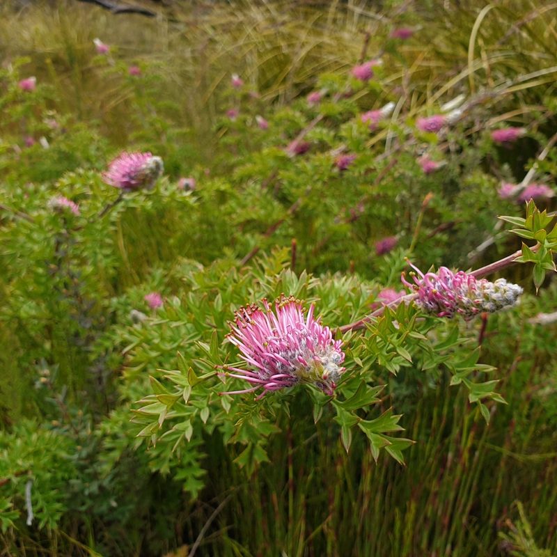 Grevillea acanthifolia, photographed by Shelomi Doyle