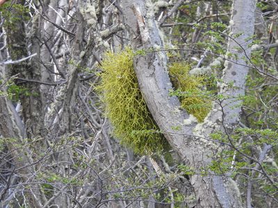 Misodendrum punctulatum, photographed by María Regina Silva