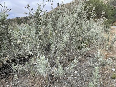 Eriodictyon tomentosum, photographed by Dee Shea Himes