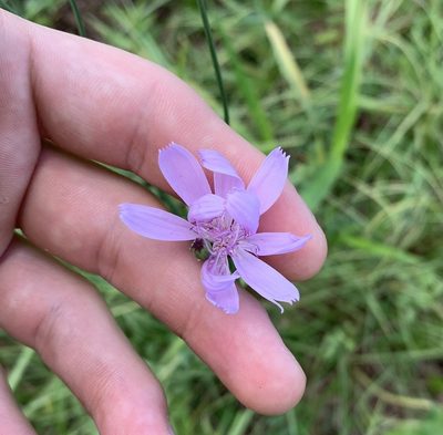 Lygodesmia aphylla, photographed by natalie