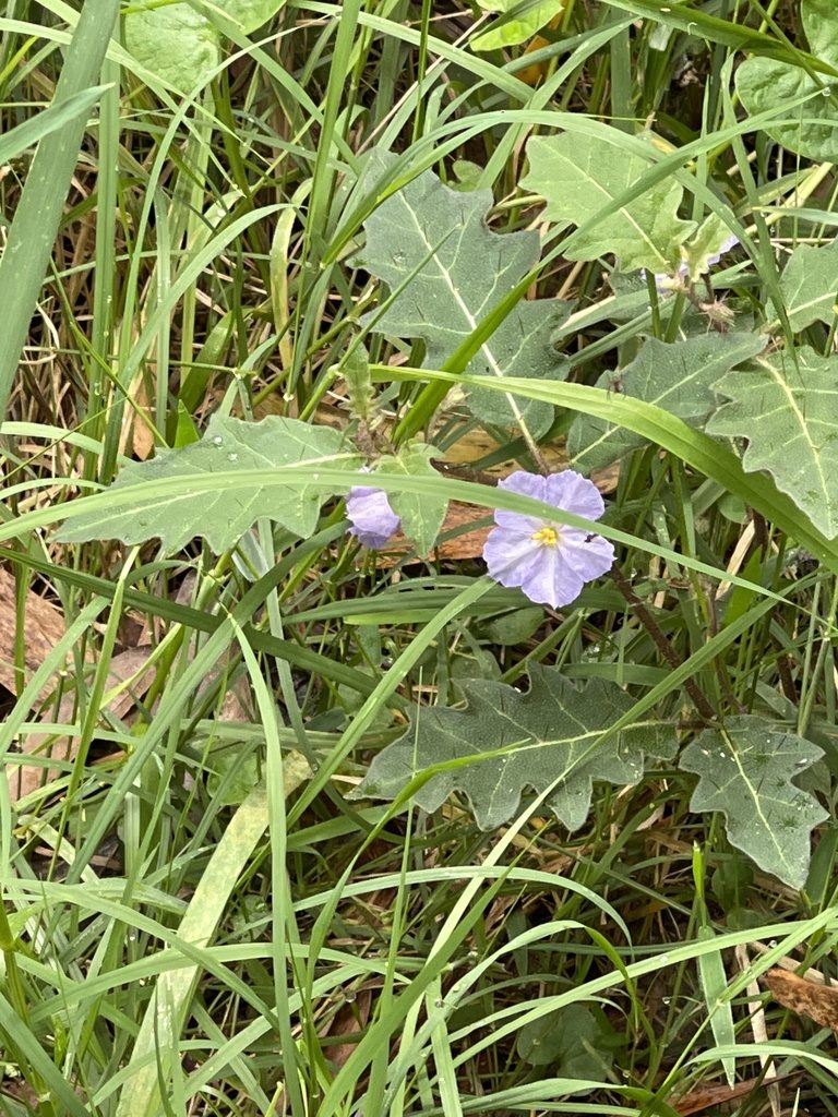 Solanum pungetium, photographed by libby hepburn