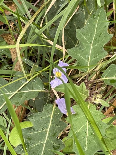 Solanum pungetium, photographed by libby hepburn