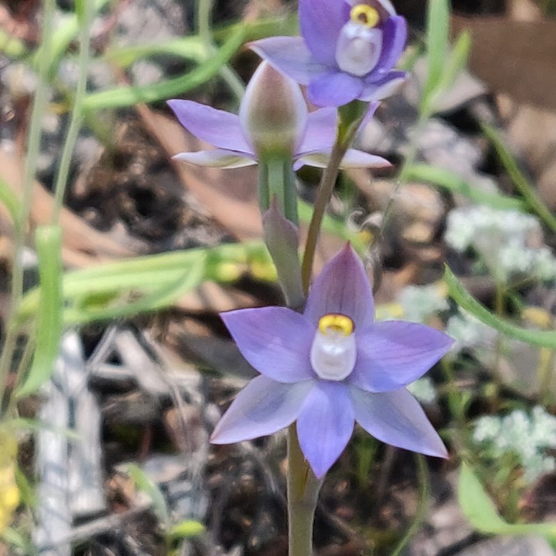 Thelymitra peniculata, photographed by Donald Hobern