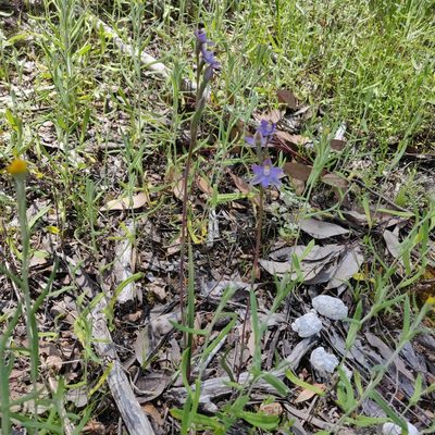 Thelymitra peniculata, photographed by Donald Hobern