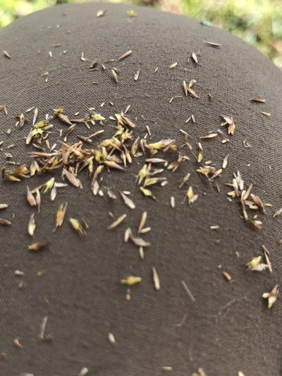 Rhynchospora chalarocephala, photographed by John Kees