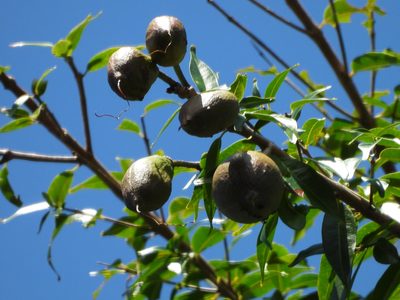 Lafoensia punicifolia, photographed by fede2cr