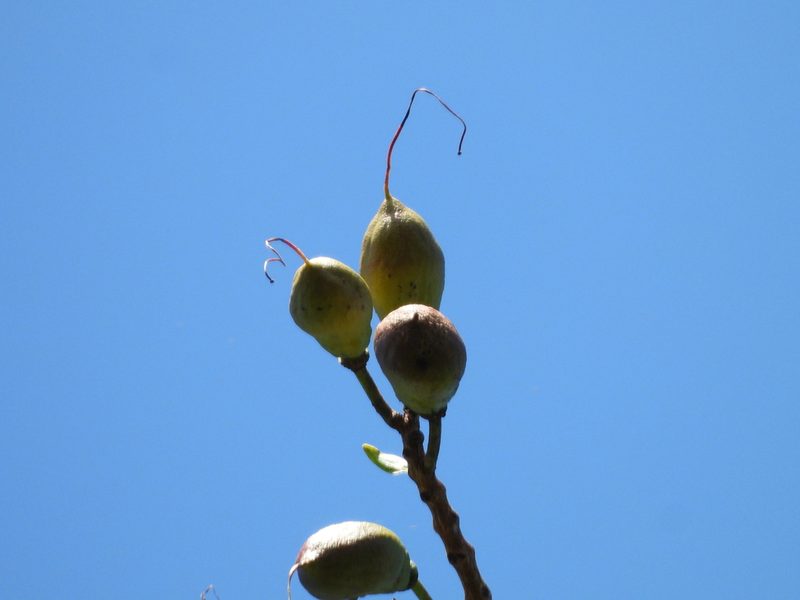 Lafoensia punicifolia, photographed by fede2cr