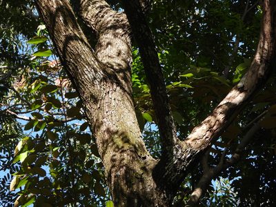 Lafoensia punicifolia, photographed by fede2cr