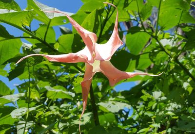 Brugmansia insignis, photographed by alessandradalia