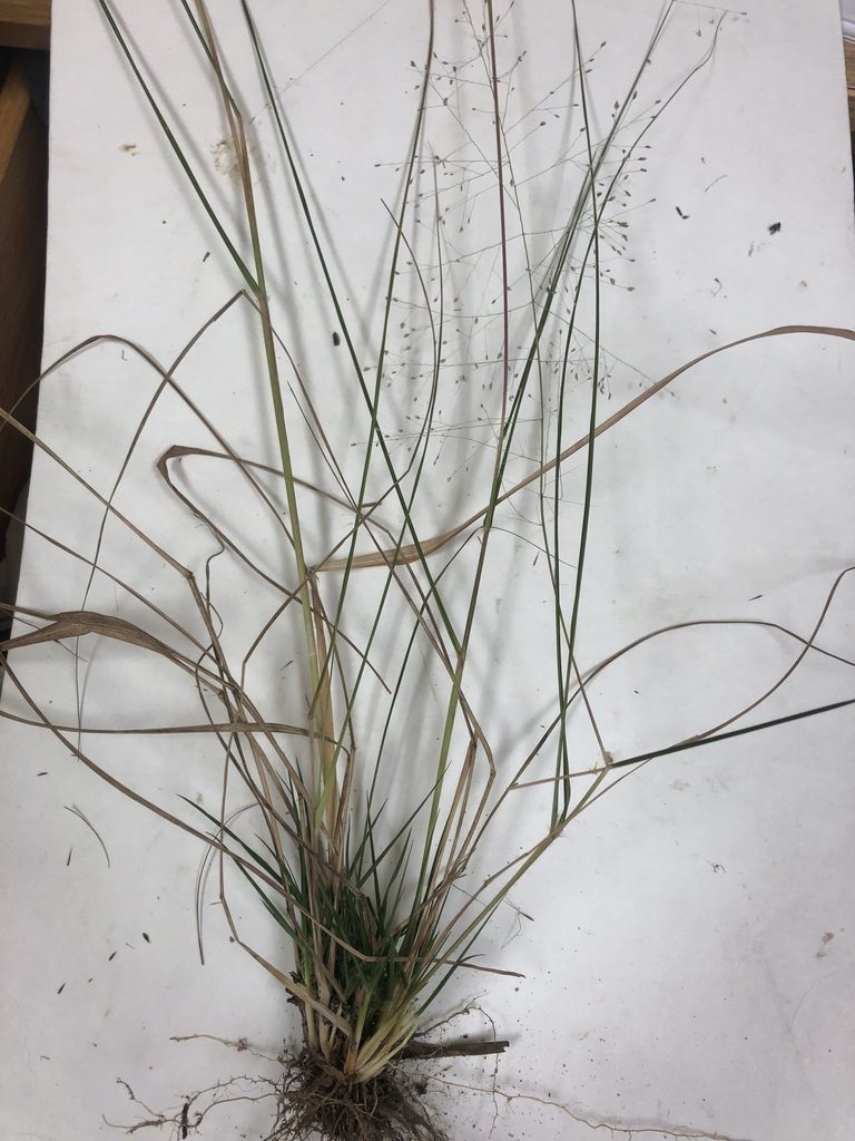 Eragrostis capillaris, photographed by John Kees