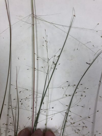 Eragrostis capillaris, photographed by John Kees