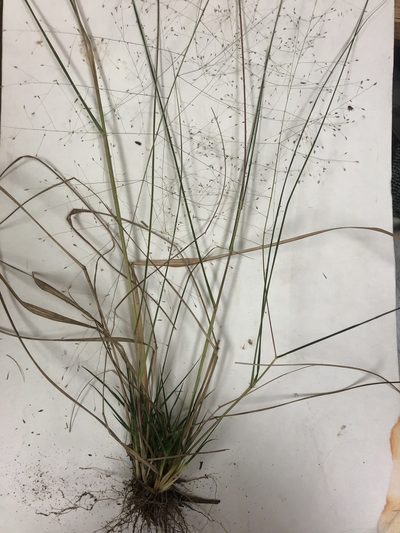 Eragrostis capillaris, photographed by John Kees